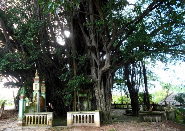 Cây dâu tằm có phù hợp với mọi gia đình và không gian sống hay chỉ phù hợp với những gia đình/ không gian nào?